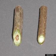 bush honeysuckles (exotic) (<em>Lonicera spp.</em>) stem(s) on (<em> </em>)