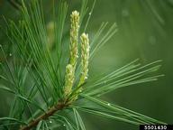 White Pine New Growth (Pinus strobus)
