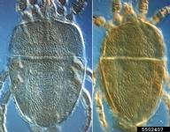 Dorsal view of two specimens (same scale). DIC.