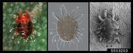 Alive (left), DIC (center), low temperature SEM (right). Left and center images - Jennifer Beard; right image - Eric Erbe.