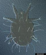 Female dorsum. (= <em>Rarosiella cocosae</em> paratype, The Plilippines). DIC.