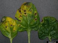 Infected leaves
