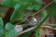  Wolf spider with egg sac under abdomen
