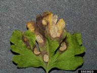 Infected leaf