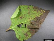 Infected leaf