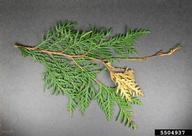 Infected foliage