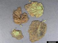 Infected leaves