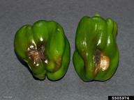 on peppers