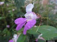Balfour's touch-me-not (<em>Impatiens balfourii</em>) flower(s) on (<em> </em>)