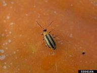 Striped cucumber beetle on pumpkin.