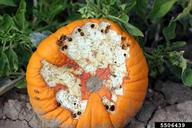 Adults feeding on cull pumpkins in early autumn.