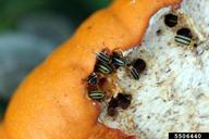 Adults feeding on cull pumpkins in early autumn.