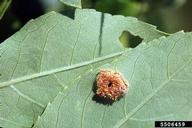 Aecial stage on leaf underside