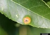 Aecial stage on leaf underside