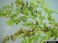 on carrot foliage