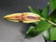 infected flower