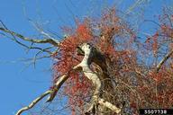 Extensive infestation in dead tree. 
