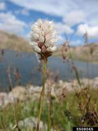 American bistort (<em>Polygonum bistortoides</em>) flower(s) on (<em> </em>)