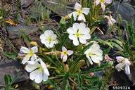 tufted evening-primrose (<em>Oenothera cespitosa</em>) flower(s) on (<em> </em>)