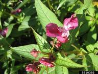 Himalayan balsam (<em>Impatiens glandulifera</em>) flower(s) on (<em> </em>)