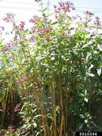 Himalayan balsam (<em>Impatiens glandulifera</em>) plant(s) on (<em> </em>)