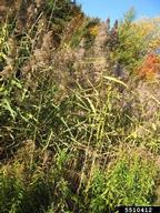 European common reed (<em>Phragmites australis ssp. australis</em>) plant(s) on (<em> </em>)