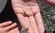 European green crab (<em>Carcinus maenas</em>) adult(s) on (<em> </em>)