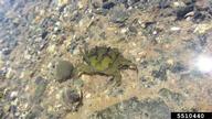 European green crab (<em>Carcinus maenas</em>) adult(s) on (<em> </em>)