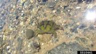 European green crab (<em>Carcinus maenas</em>) adult(s) on (<em> </em>)