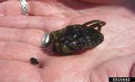 European green crab (<em>Carcinus maenas</em>) adult(s) on (<em> </em>)