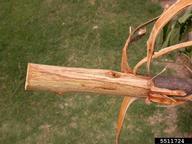 5511724