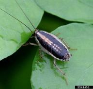 Identification 