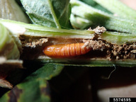 Eurasian hemp borer