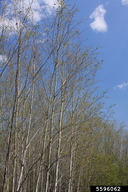 5596062