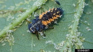 multicolored Asian lady beetle