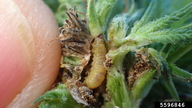 Eurasian hemp borer