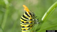 black swallowtail