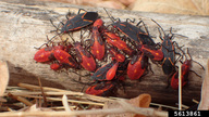 boxelder bug