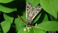 army cutworm