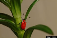 lily leaf beetle (<em>Lilioceris lilii</em>) adult(s)