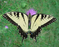 eastern tiger swallowtail