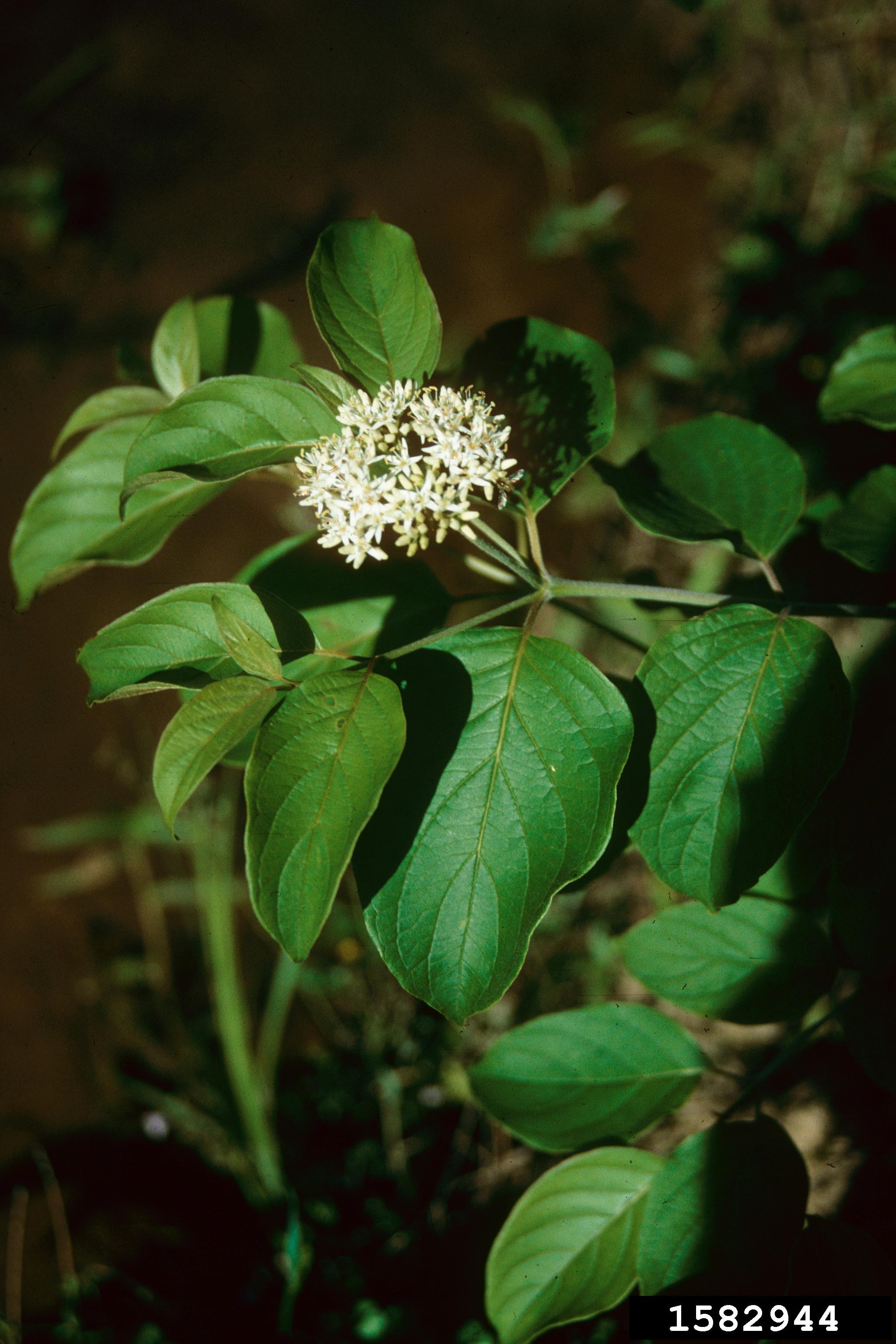 silky dogwood