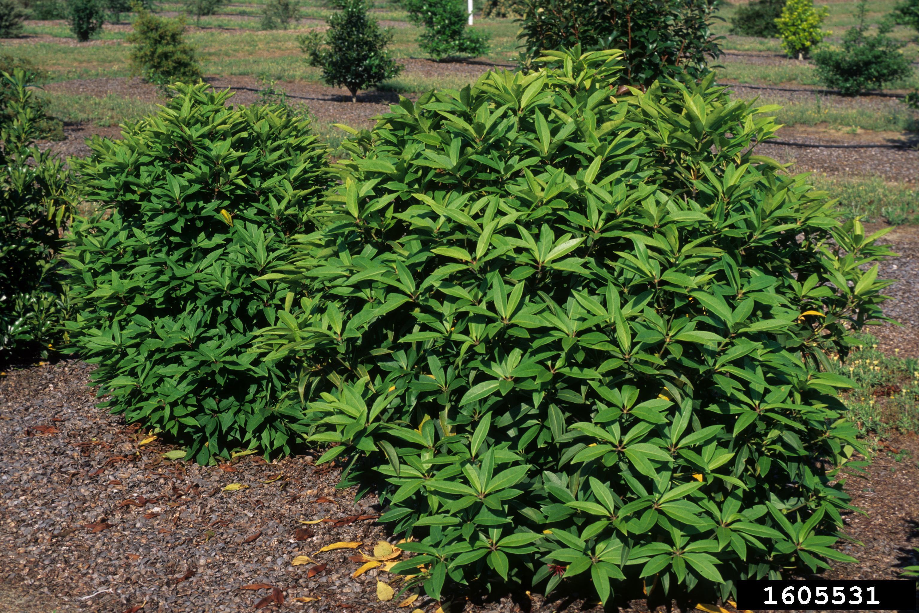 Florida Anise
