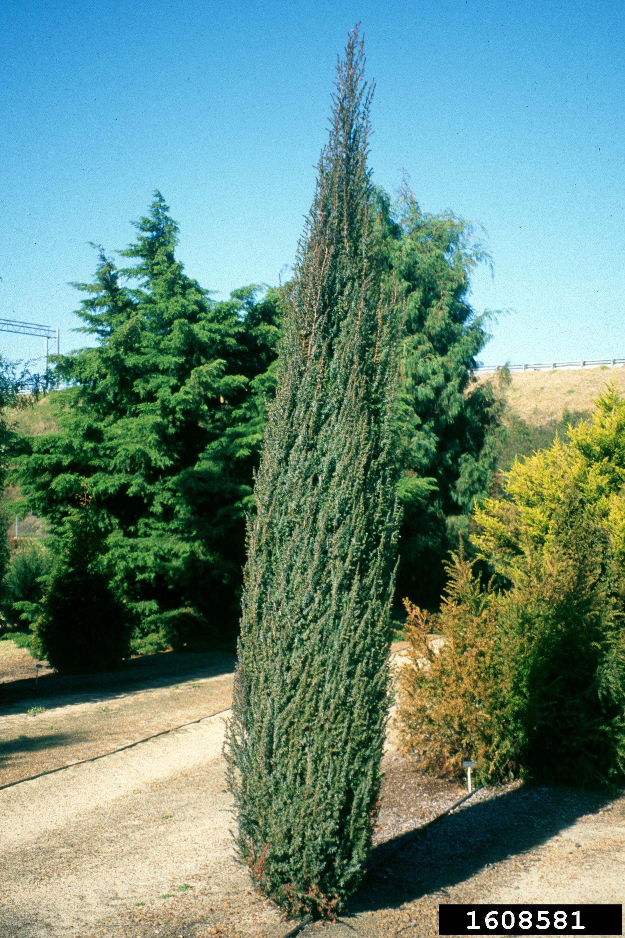 杜松　temple juniper Provenance and Plants: Juniperus rigida (temple juniper