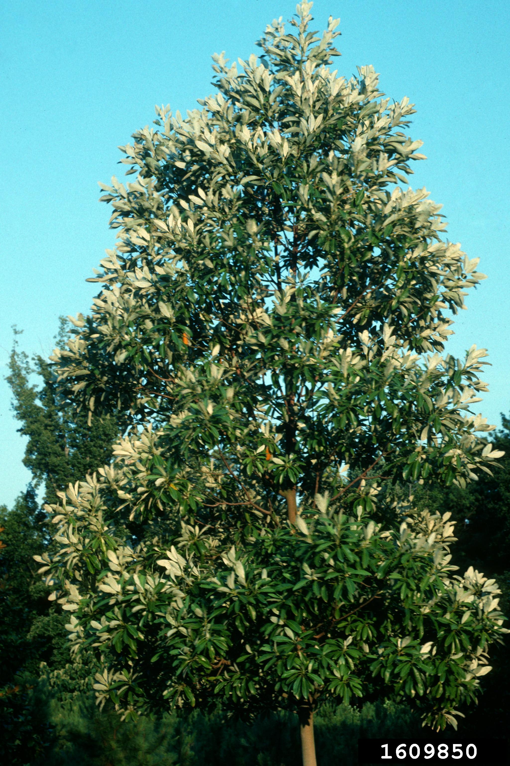 Sweetbay Magnolia