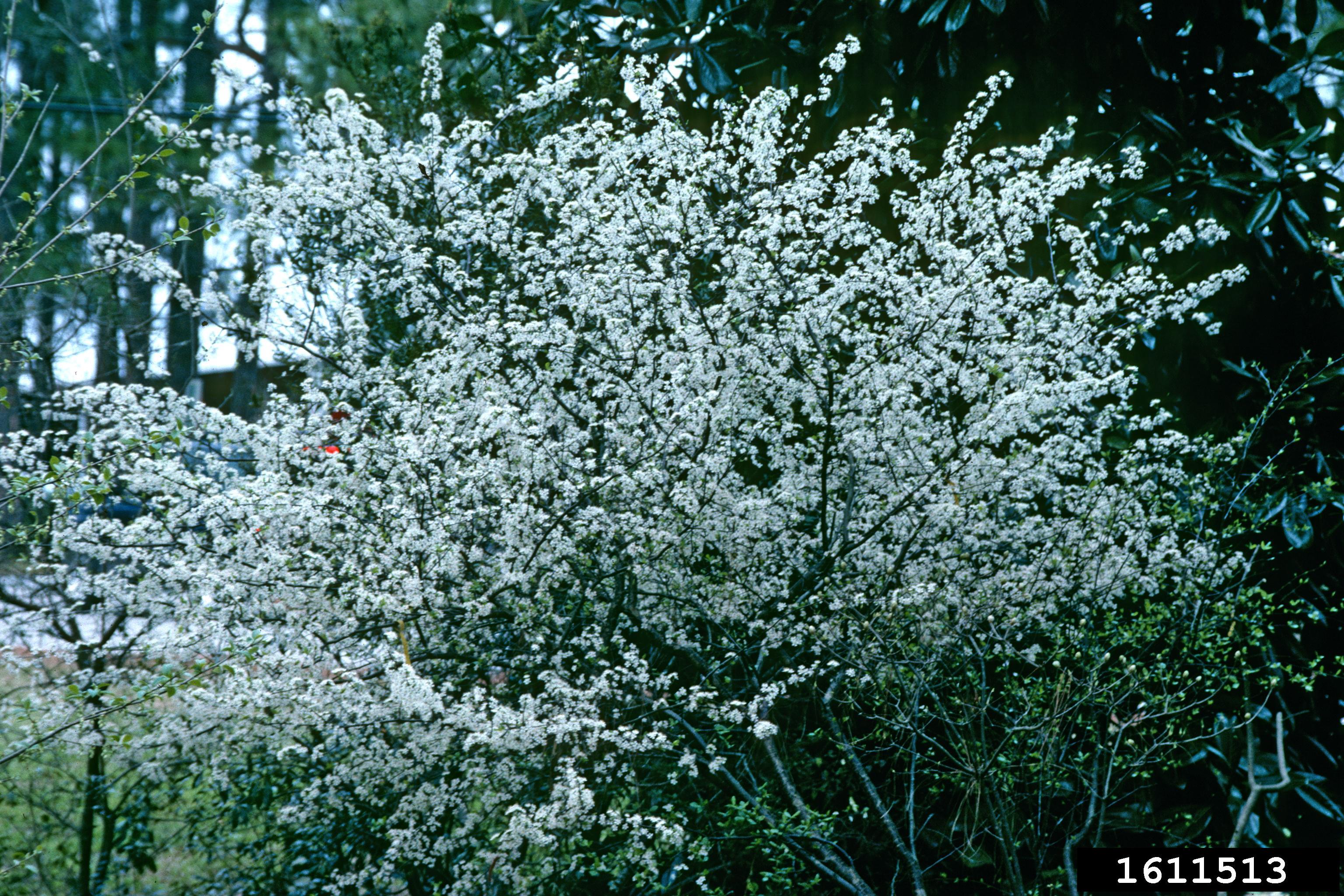 Chickasaw plum