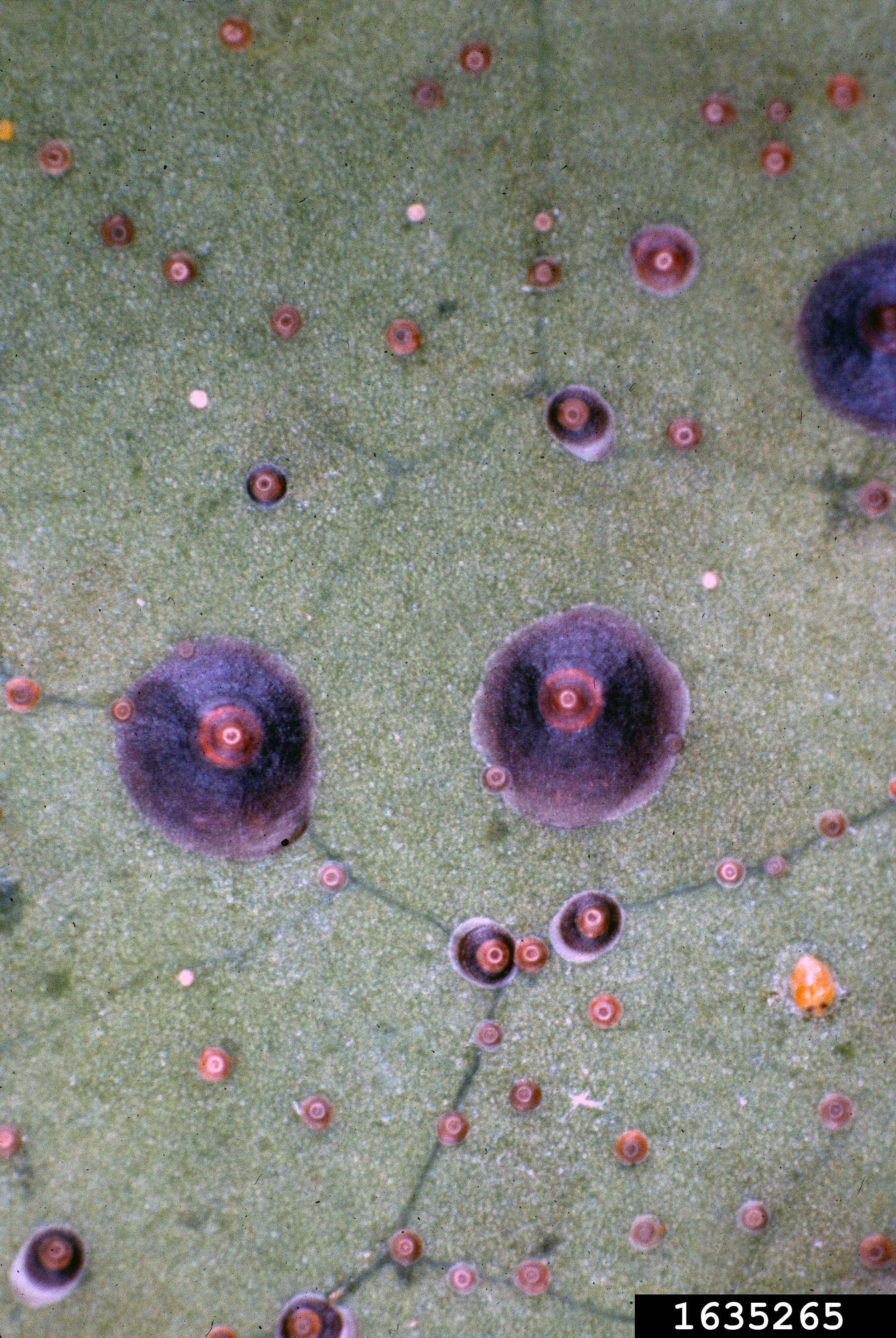 Florida Red Scale Chrysomphalus Aonidum On Citrus Citrus Spp 1635265