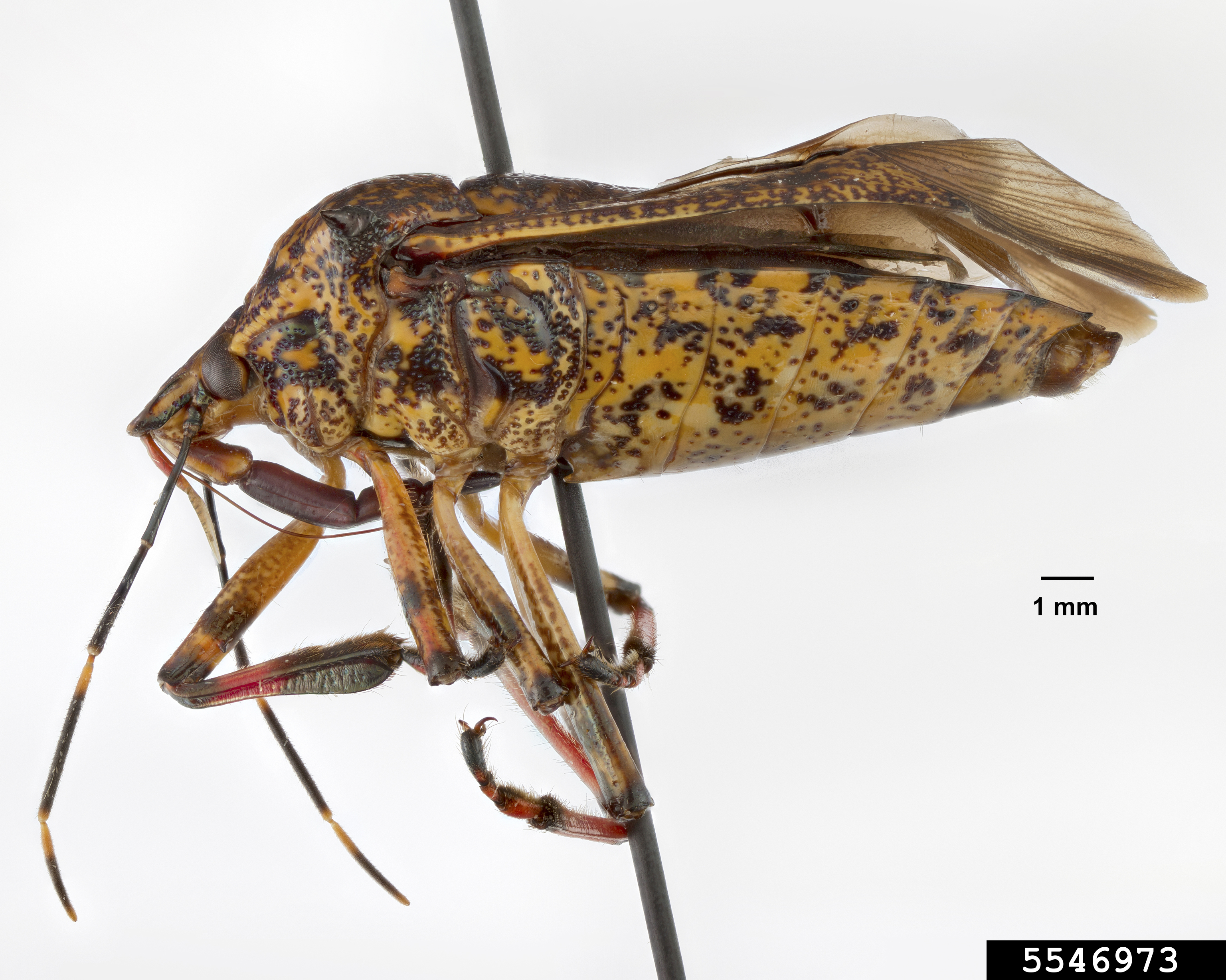 giant strong-nosed stink bug (Alcaeorrhynchus grandis (Dallas))