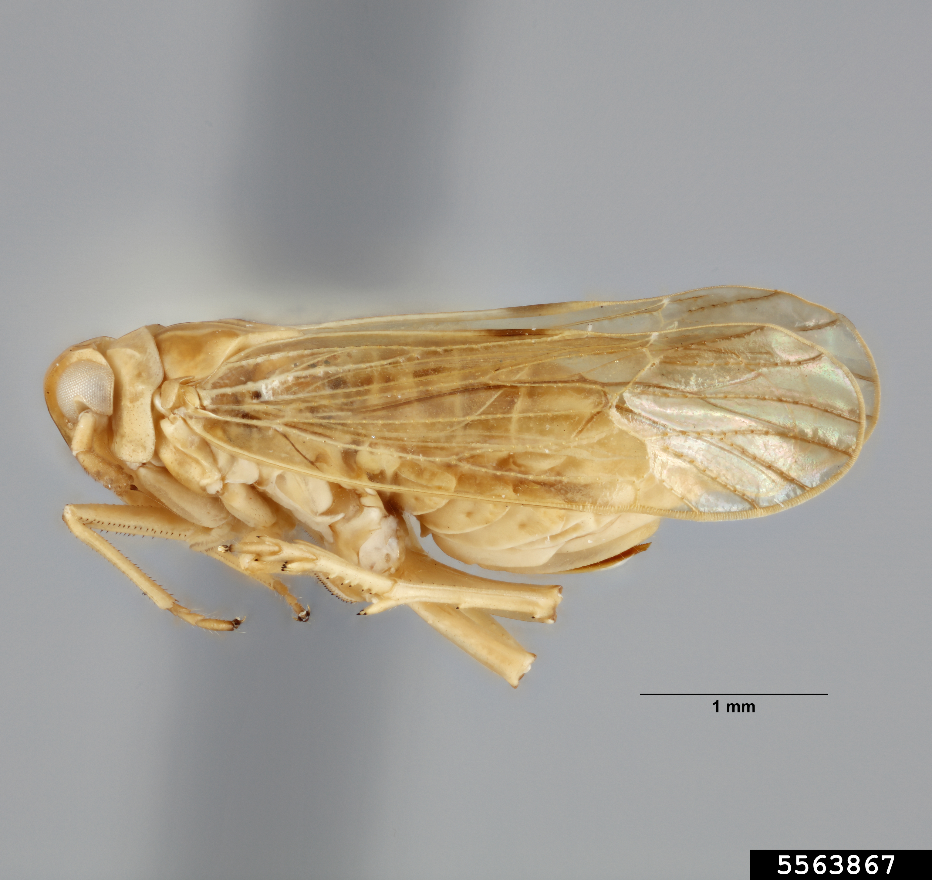 brown planthopper (Nilaparvata lugens (Stal))