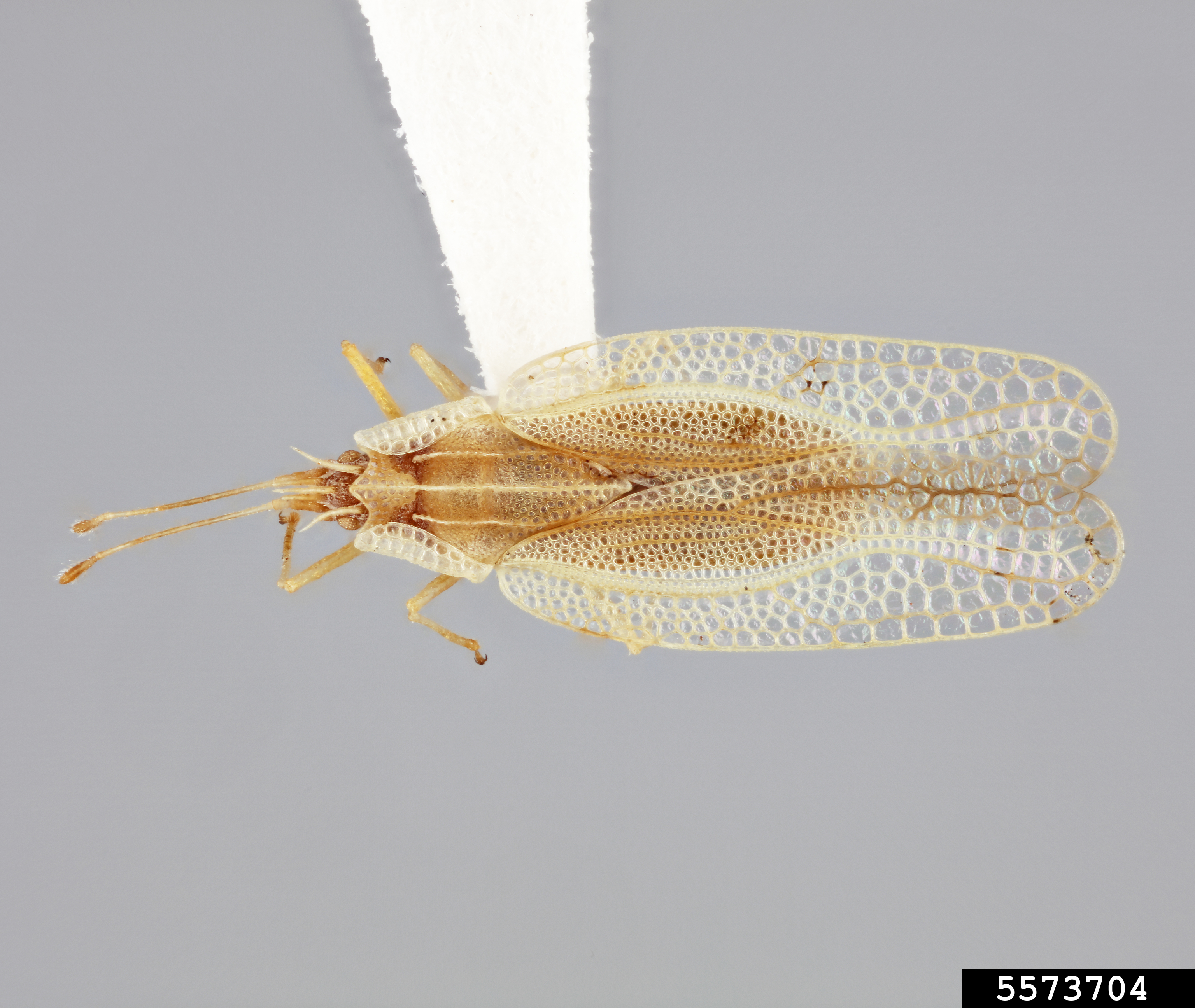 Yalangoch xotin bug xonasida